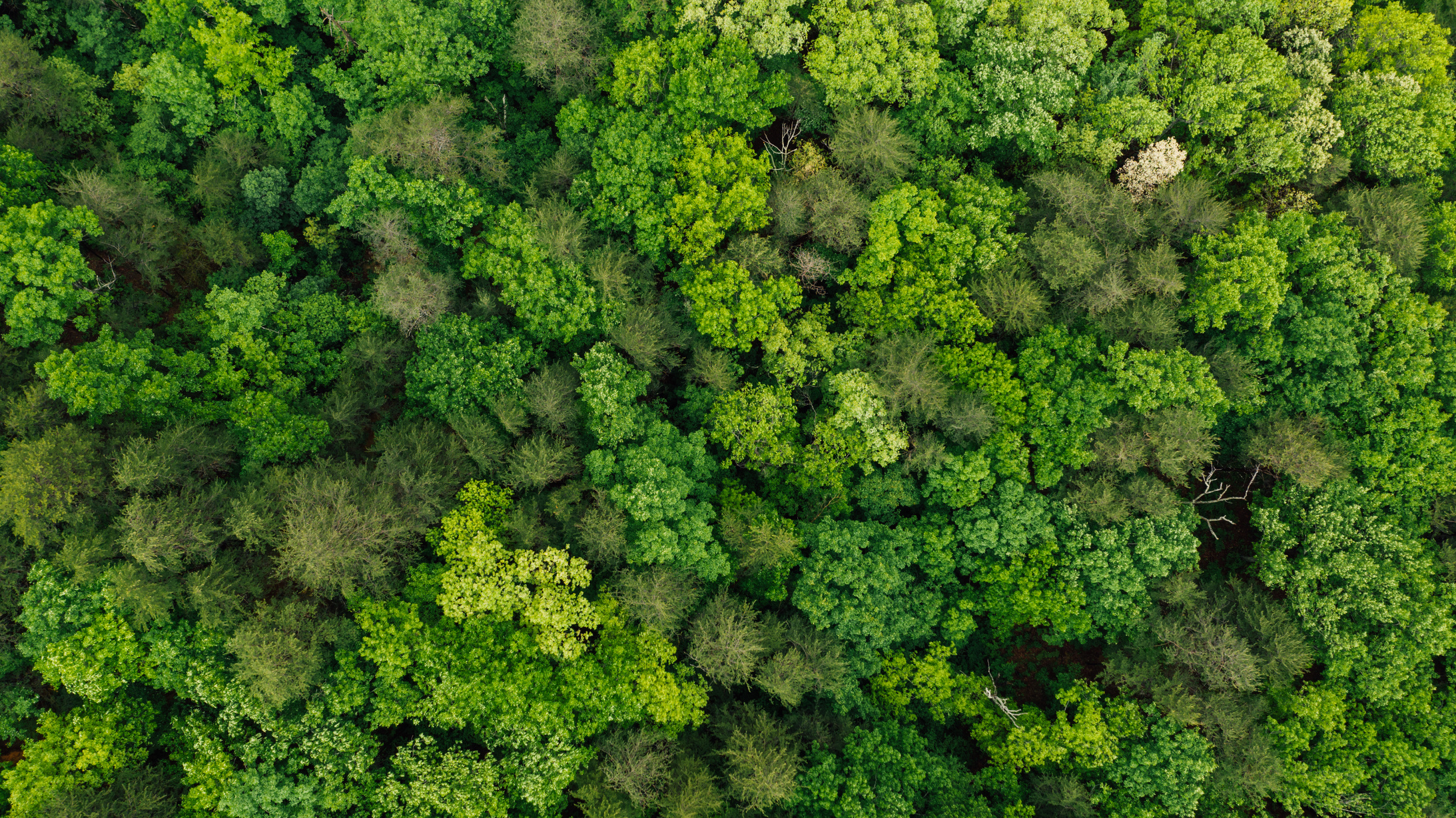 Green forest growing in summer day